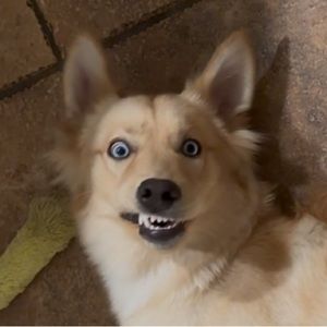 Meet your Posher, Angelica